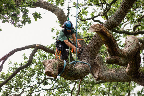 Best Hazardous Tree Removal  in USA